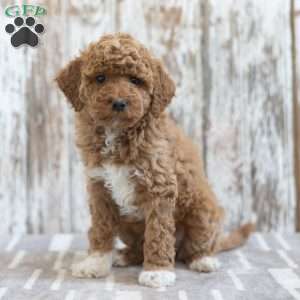 Harmony, Mini Labradoodle Puppy